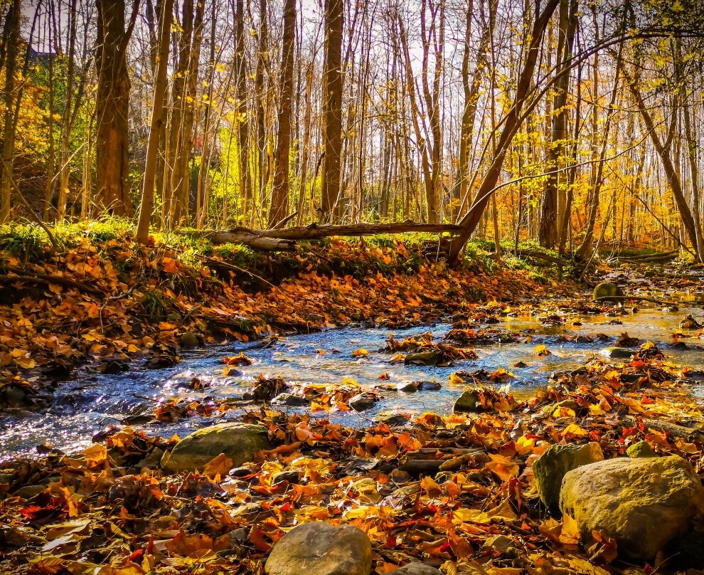Medway Valley Heritage Forest-伦敦必去景点