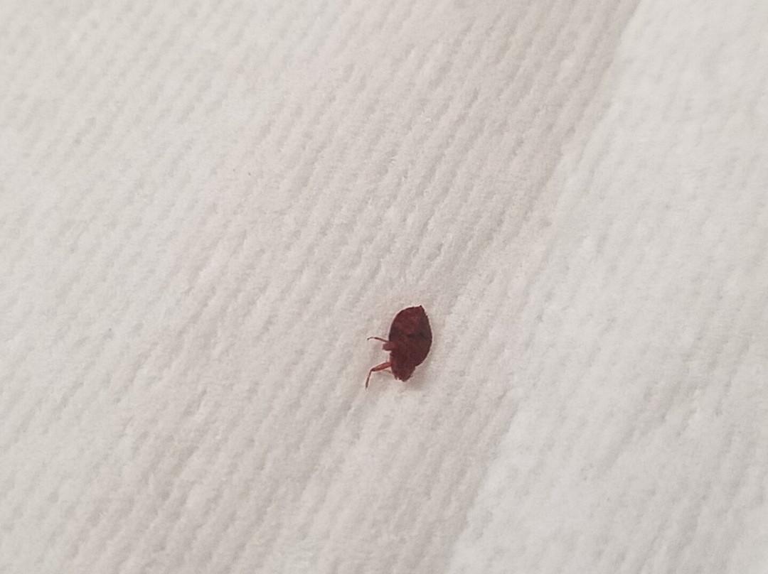 Super 8 by Wyndham Centerville主图