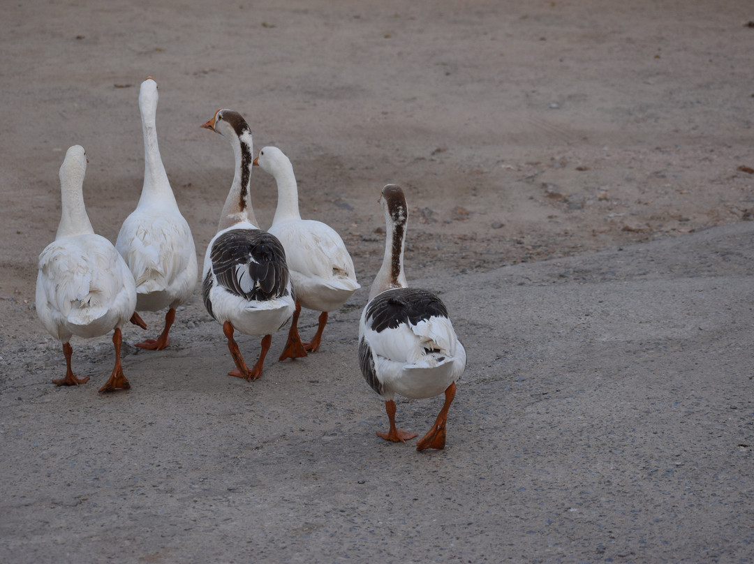 Lake Alpi Resort主图