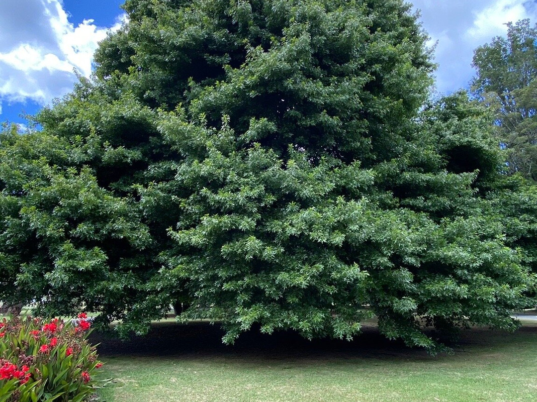 Gisborne Botanic Gardens景点图片