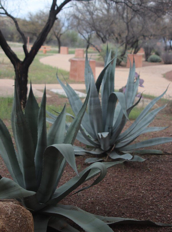 Canoa Ranch Rest Area-Amado必去景点