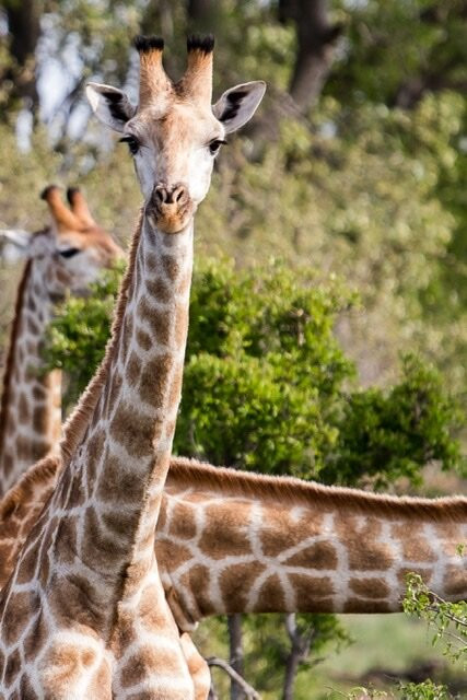 African Flame Safaris-霍德斯普鲁特必去景点