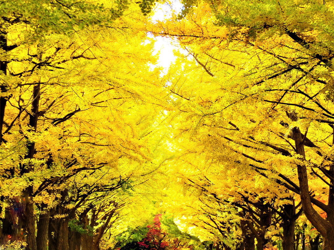 Hokkaido University Gingko Trees-札幌市必去景点