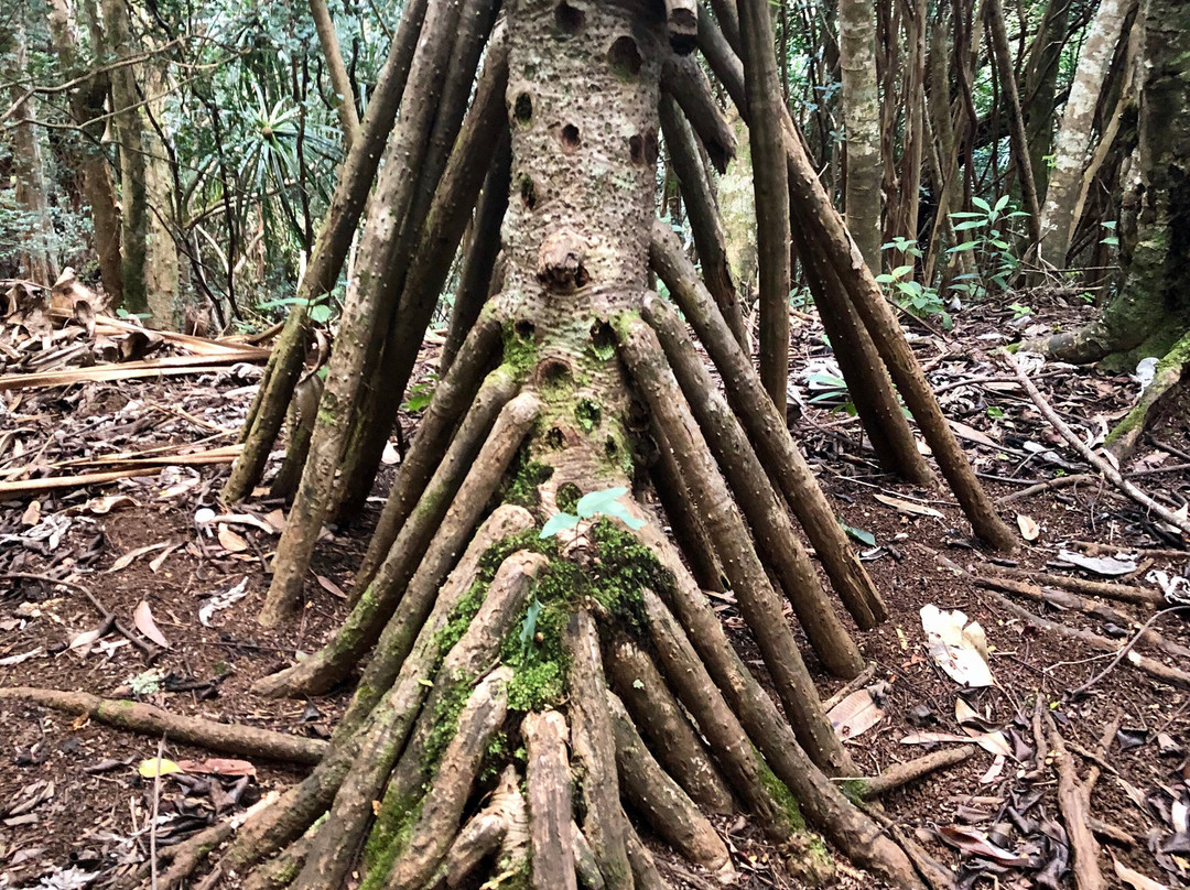 Okolehao Trail-哈纳雷伊必去景点