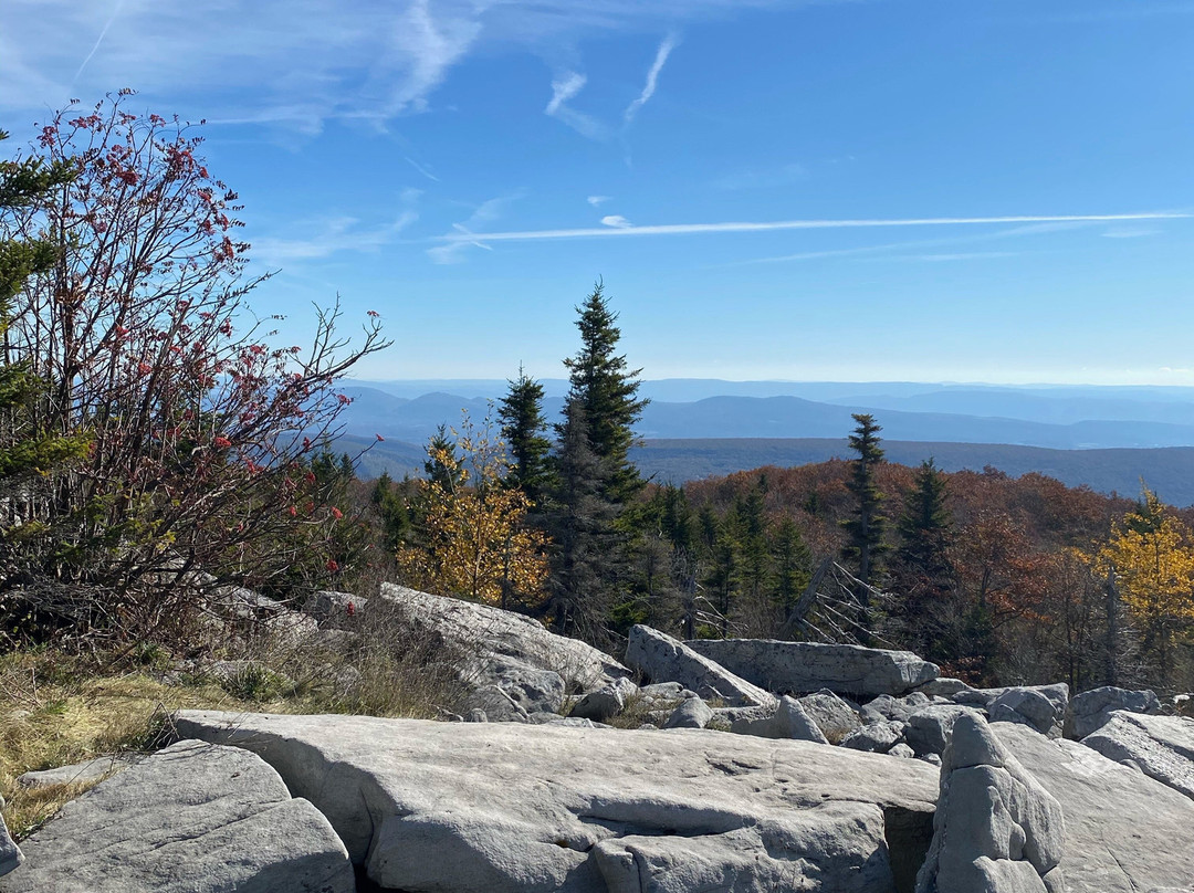 Dolly Sods Wilderness Area-Elkins必去景点