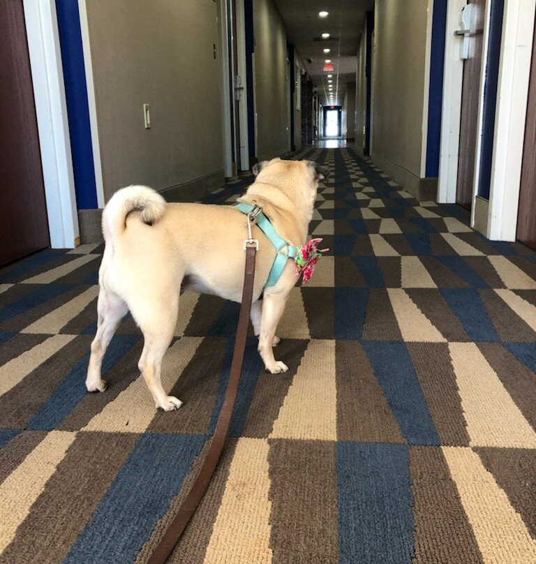 佩利麦克罗特客栈&套房酒店主图