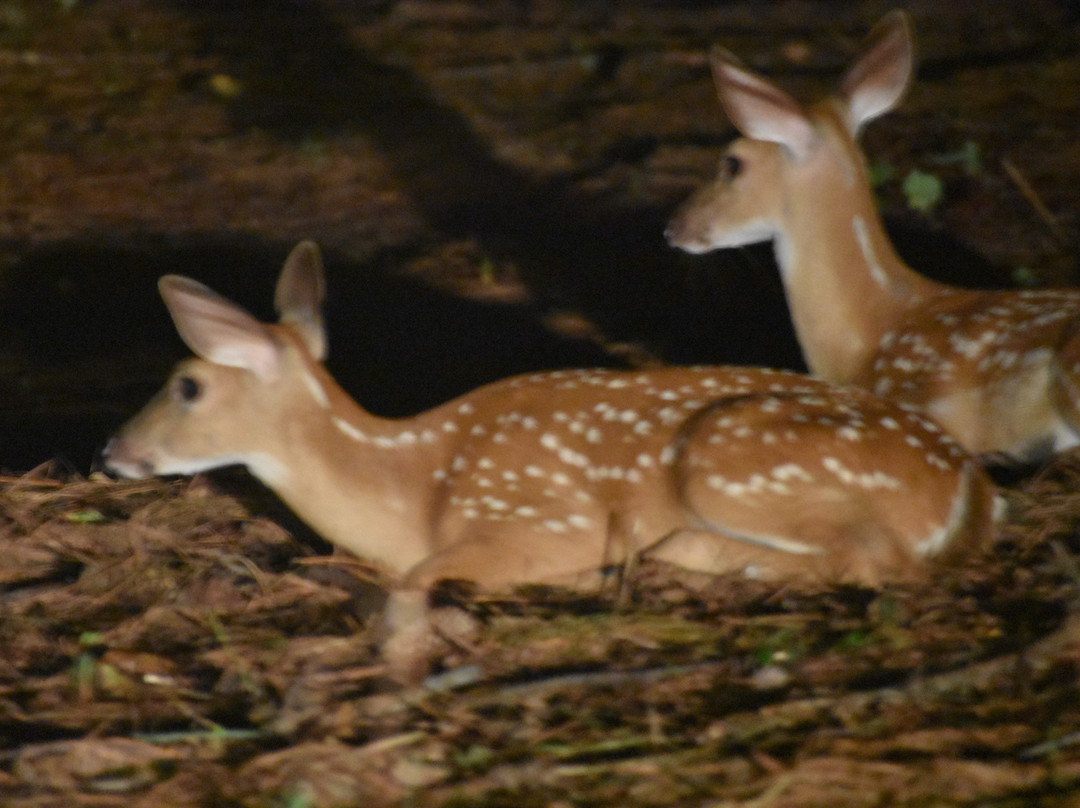 Watson Mill Bridge State Park-Comer必去景点