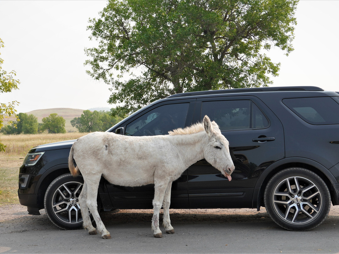 Rushmore Express Inn & Family Suites主图