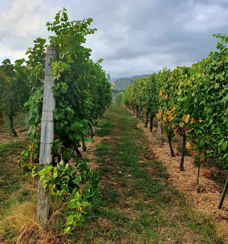 Savina Winery景点图片