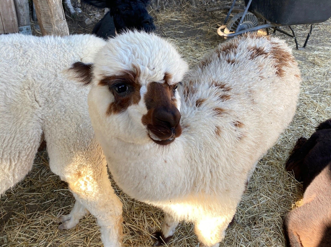 Lamacentrum Hady-布尔诺必去景点