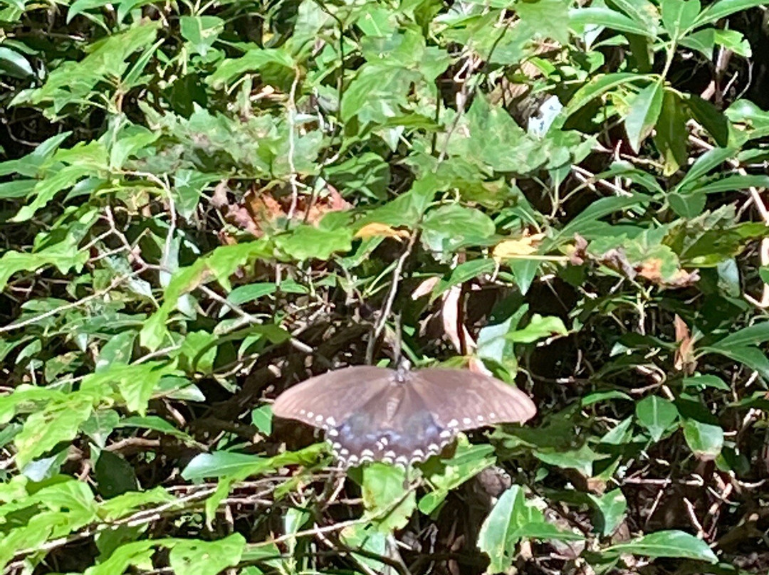 Cradle of Forestry-Pisgah Forest必去景点