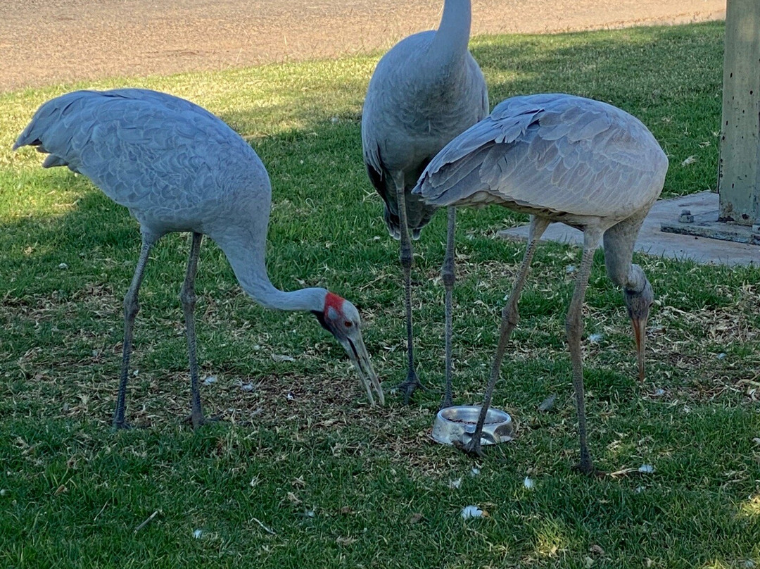 Winton Outback Motel主图