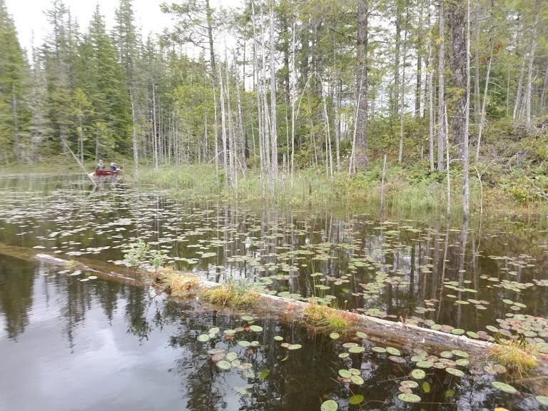 Sasquatch Trails-鲍威尔里弗必去景点