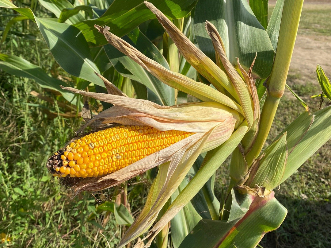 Dixie Orchards-卡利登必去景点