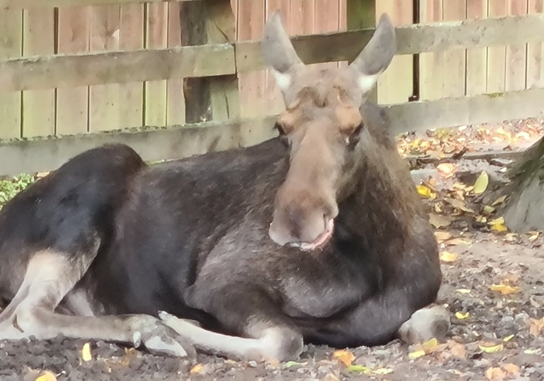 European Bison Reservation-Bialowieza必去景点