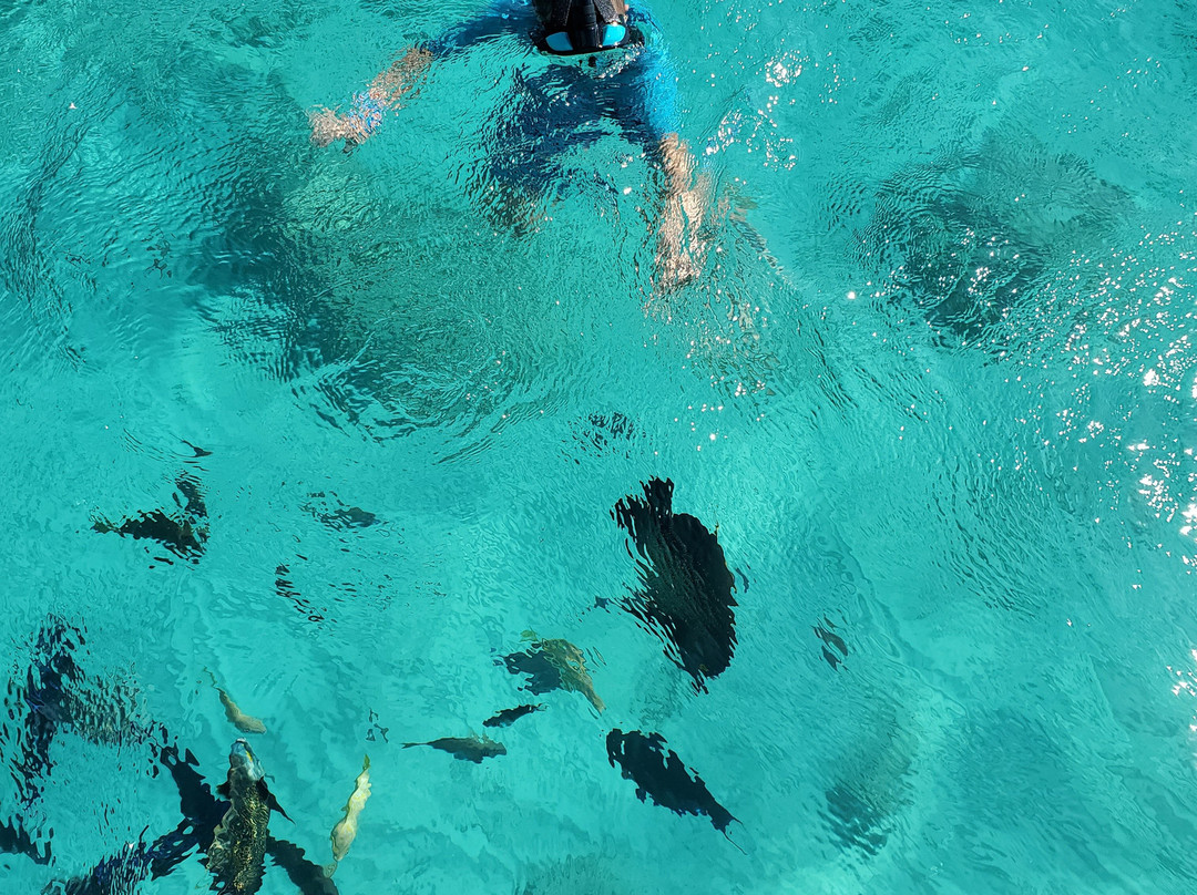 Mahi Mahi Fishing Charters Aruba-奥腊涅斯塔德必去景点