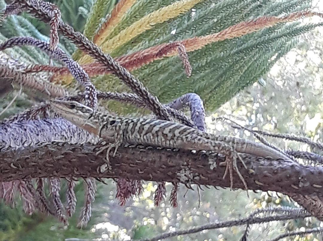 Giardino Botanico "Santicelli"景点图片