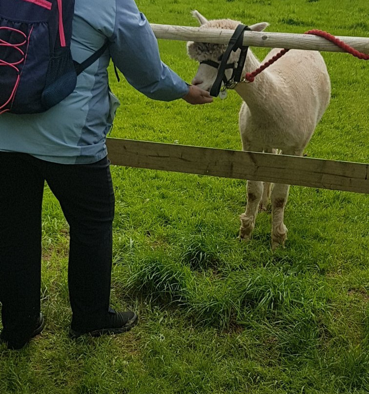 Pembrokeshire Alpaca Trekking景点图片