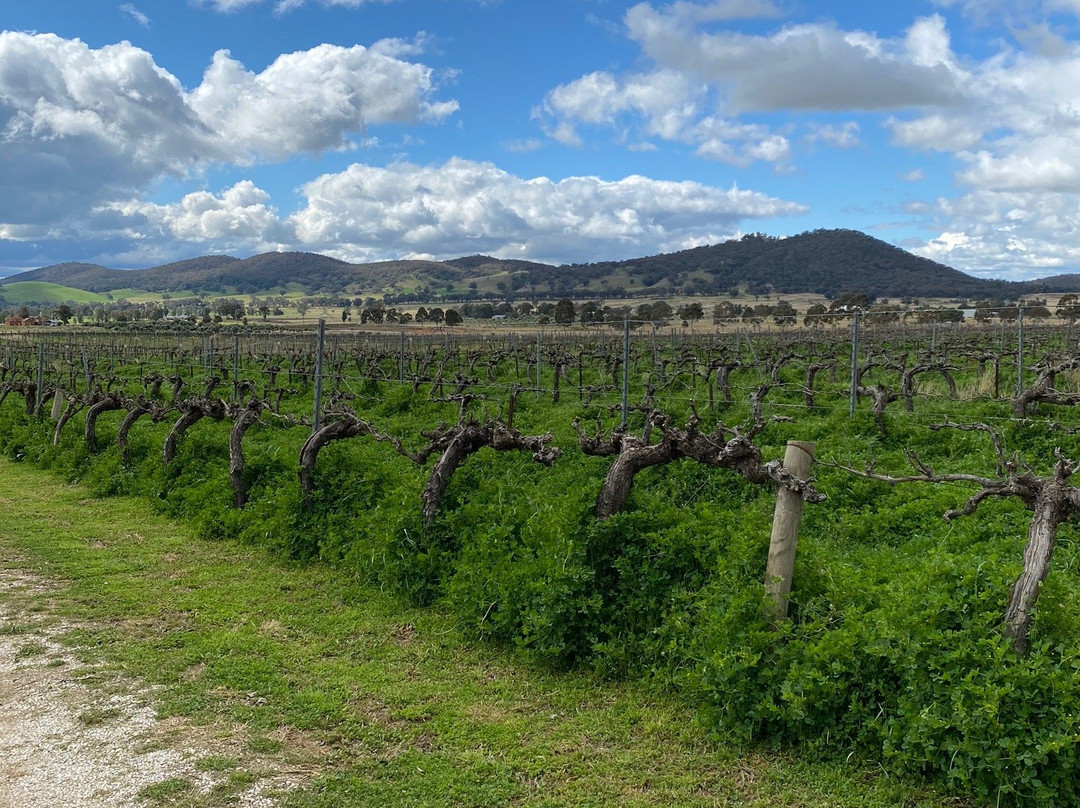 Thistle Hill Organic Winery-马奇必去景点