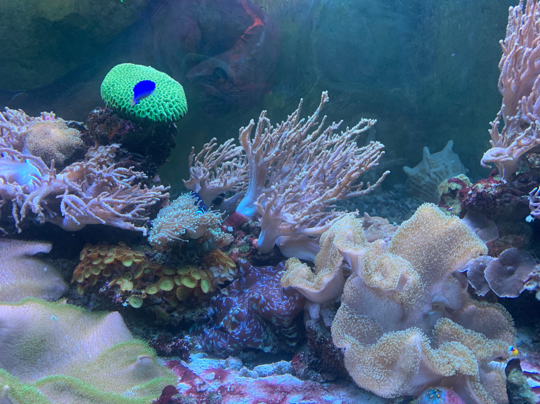Aquarium in Yevpatoriya-Yevpatoriya必去景点