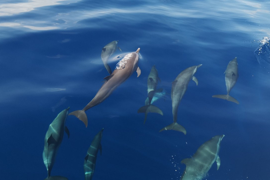 Amphitrite Balade en Mer : Dauphins et Pêche-Case-Pilote必去景点