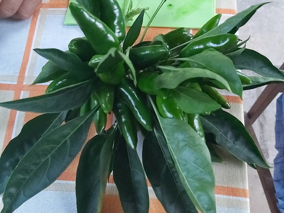 B&B Il Corbezzolo主图