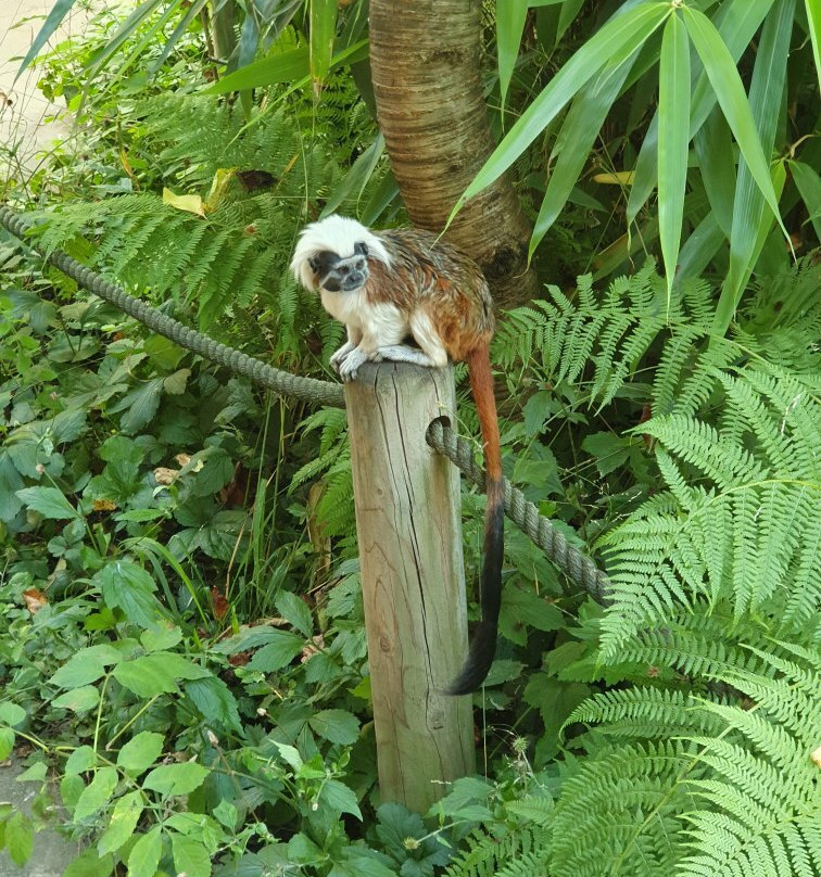Tierpark Zittau-Zittau必去景点