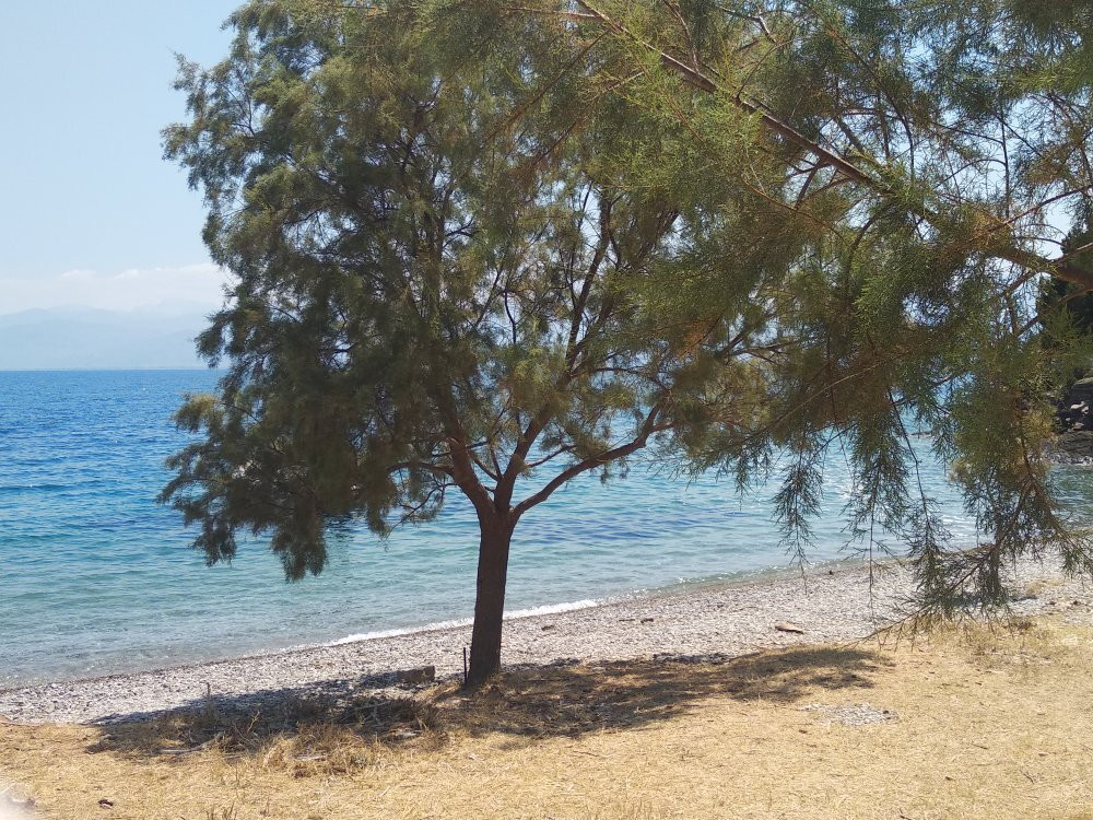 Aspra Halkida Beach-Trizonia必去景点