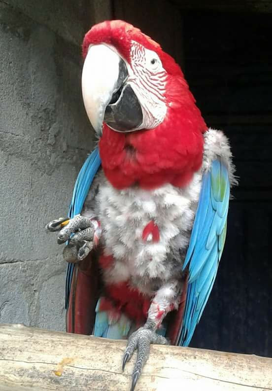 Zoologico el Gallito de las Rocas-拉梅尔塞必去景点