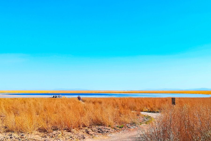Laguna Cejar景点图片