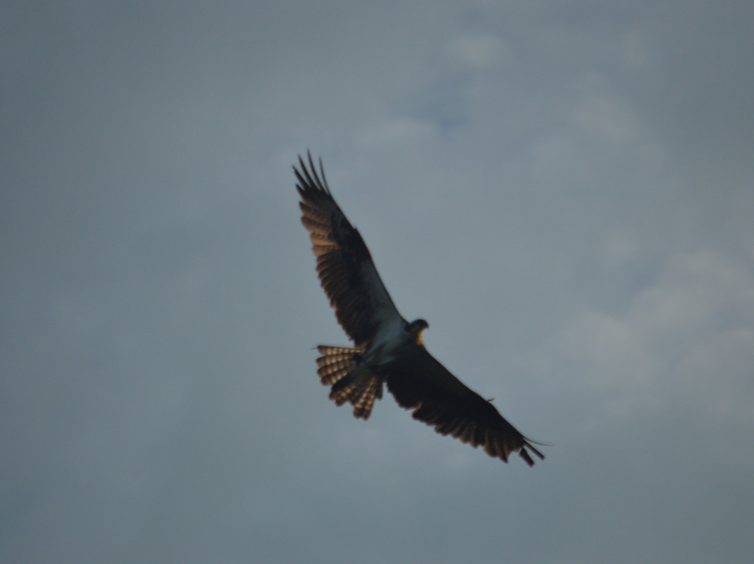 Kent Island Resort主图