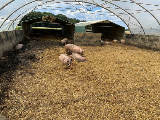 Die Kulinarische Schnitzeljagd-杜塞尔多夫必去景点