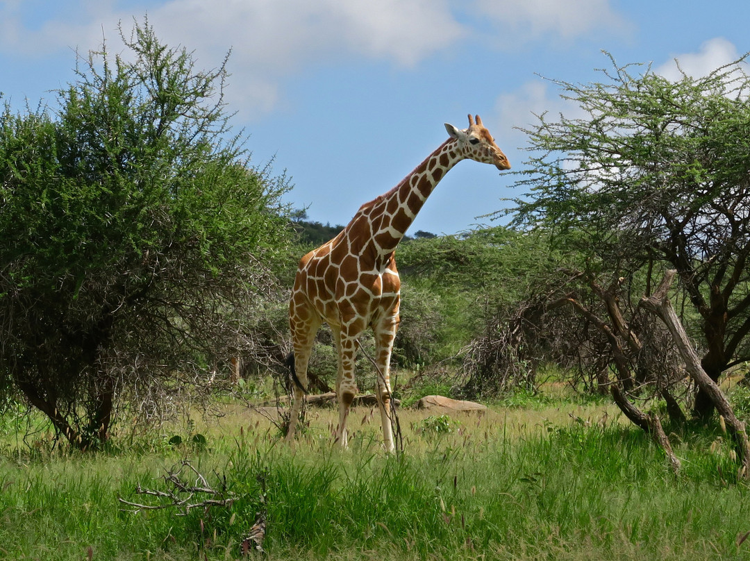 Lewaso Cottages主图