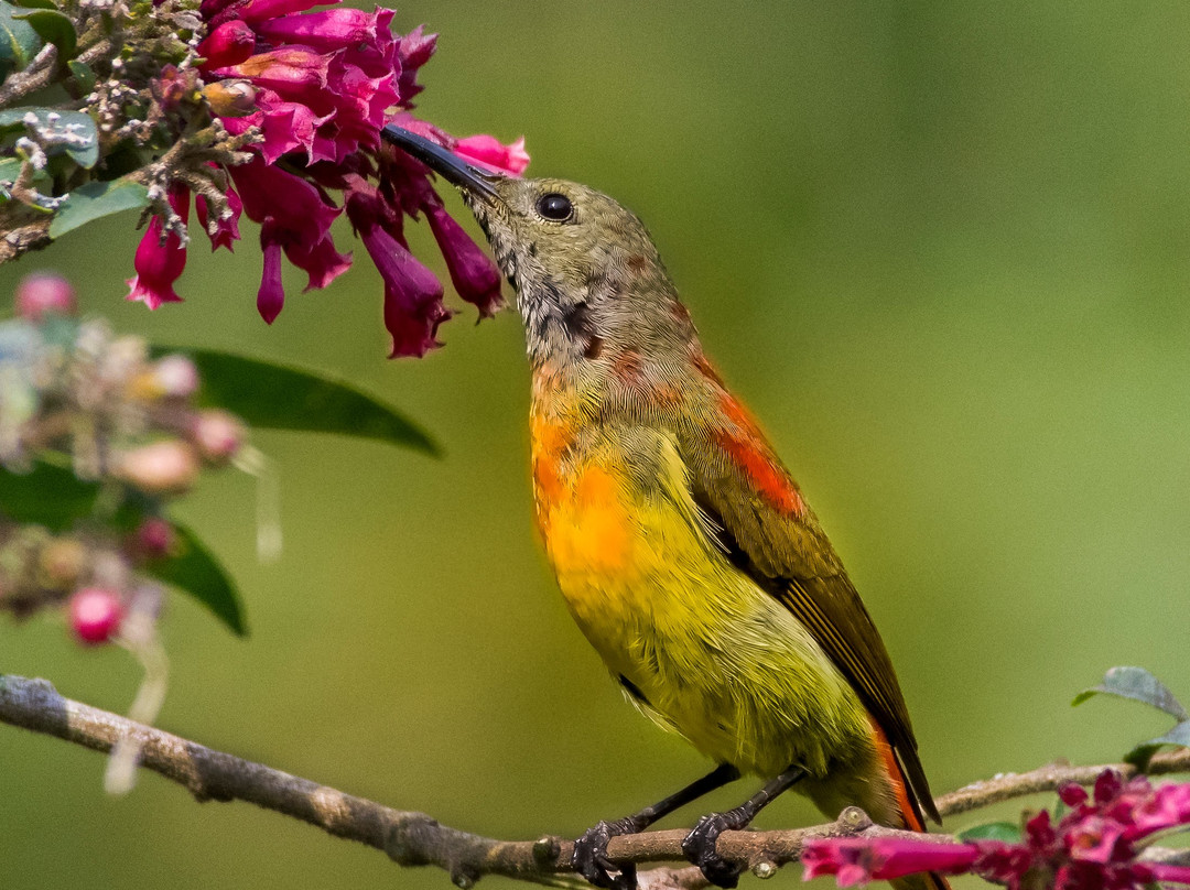 Wild Flower Retreat主图