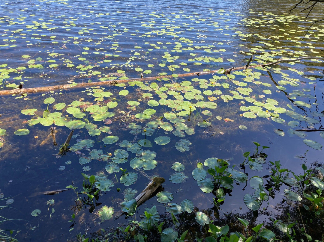 Scenic State Park-Bigfork必去景点