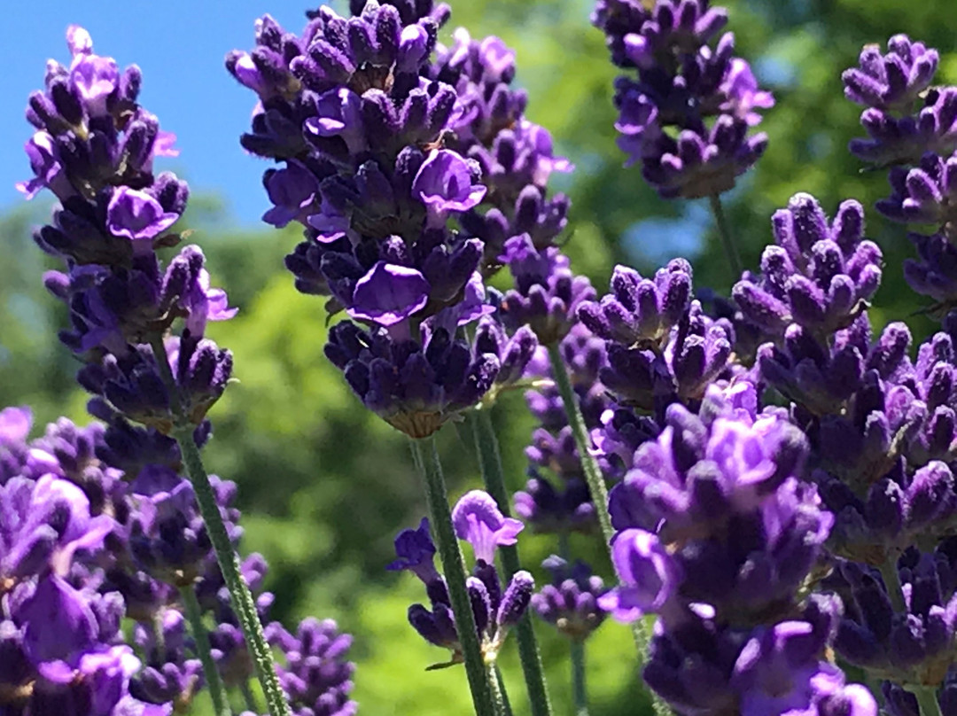 Peace Valley Lavender Farm景点图片
