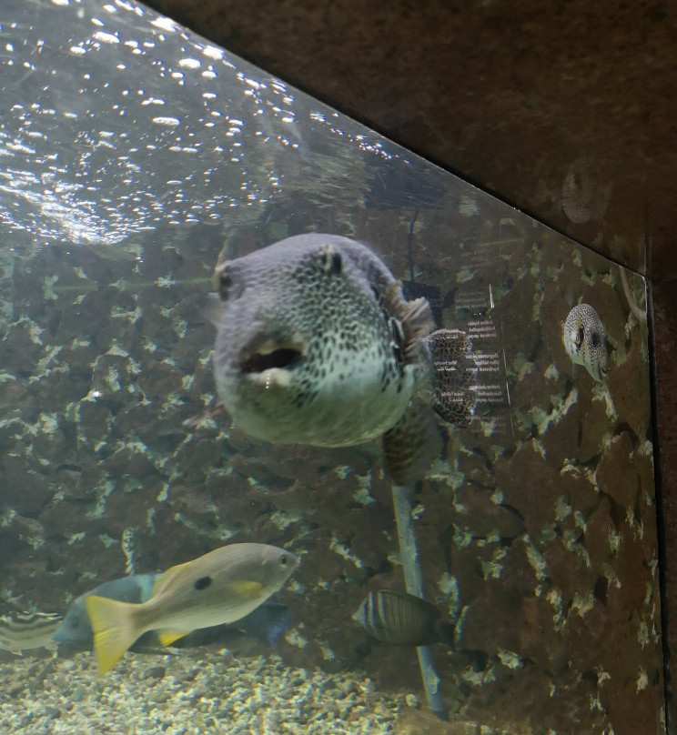 Shaab Abu Ramada/The Aquarium-赫尔格达必去景点