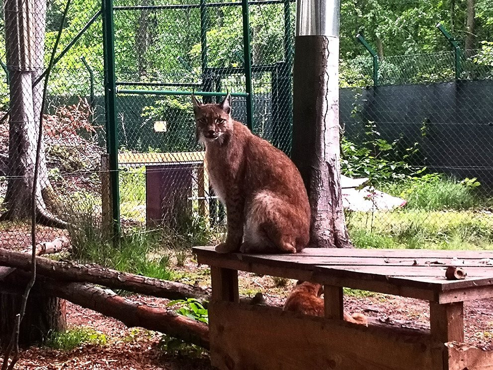 Animal Park Herford景点图片