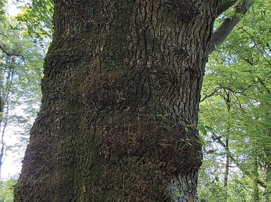 Blackbury Camp-Southleigh必去景点