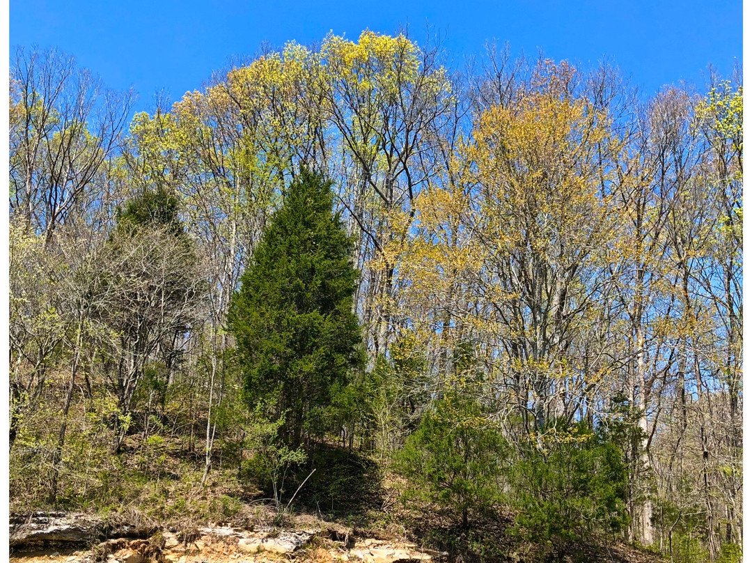Fall Hollow Falls-Hohenwald必去景点