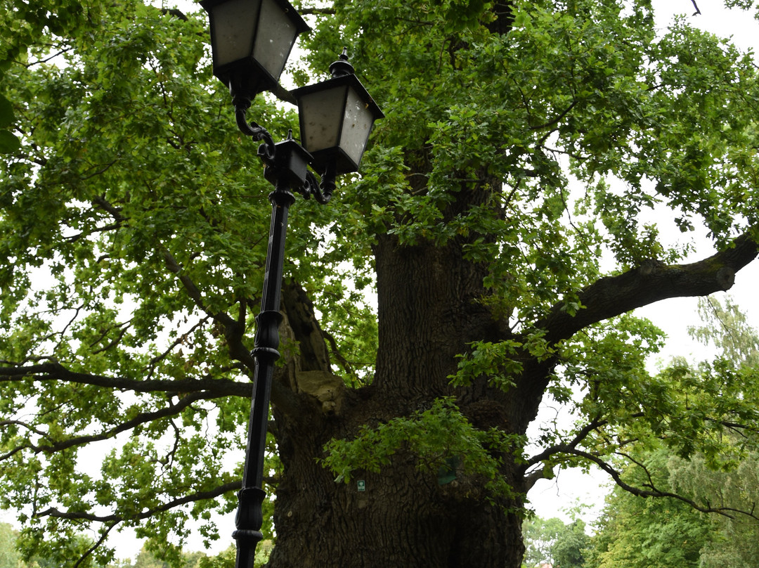 Bazynski Oak-Kadyny必去景点