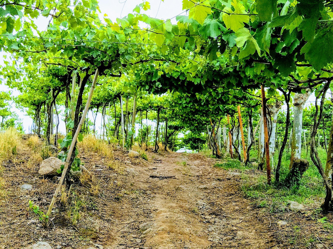 Vinicola De Mari-Monte Belo do Sul必去景点
