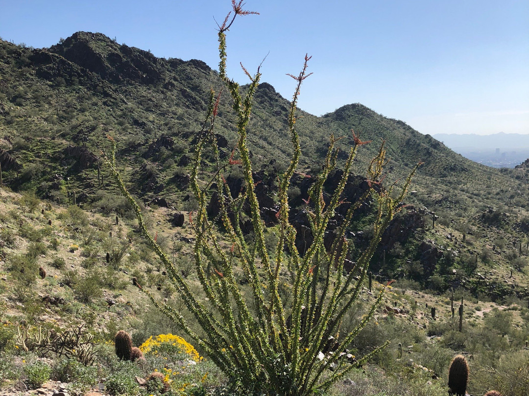 Phoenix Mountain Preserve-凤凰城必去景点