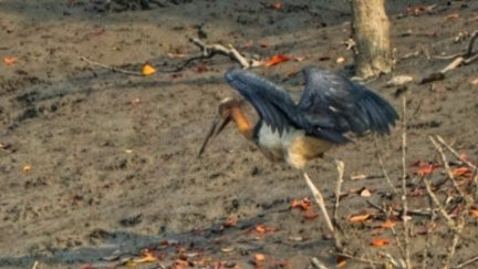 Sundarban Nature Club-Sundarban必去景点