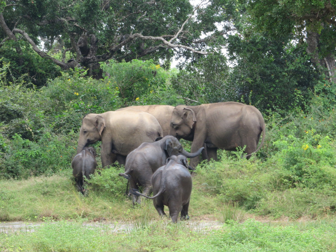 Yala Osha Safari-蒂瑟默哈拉默必去景点