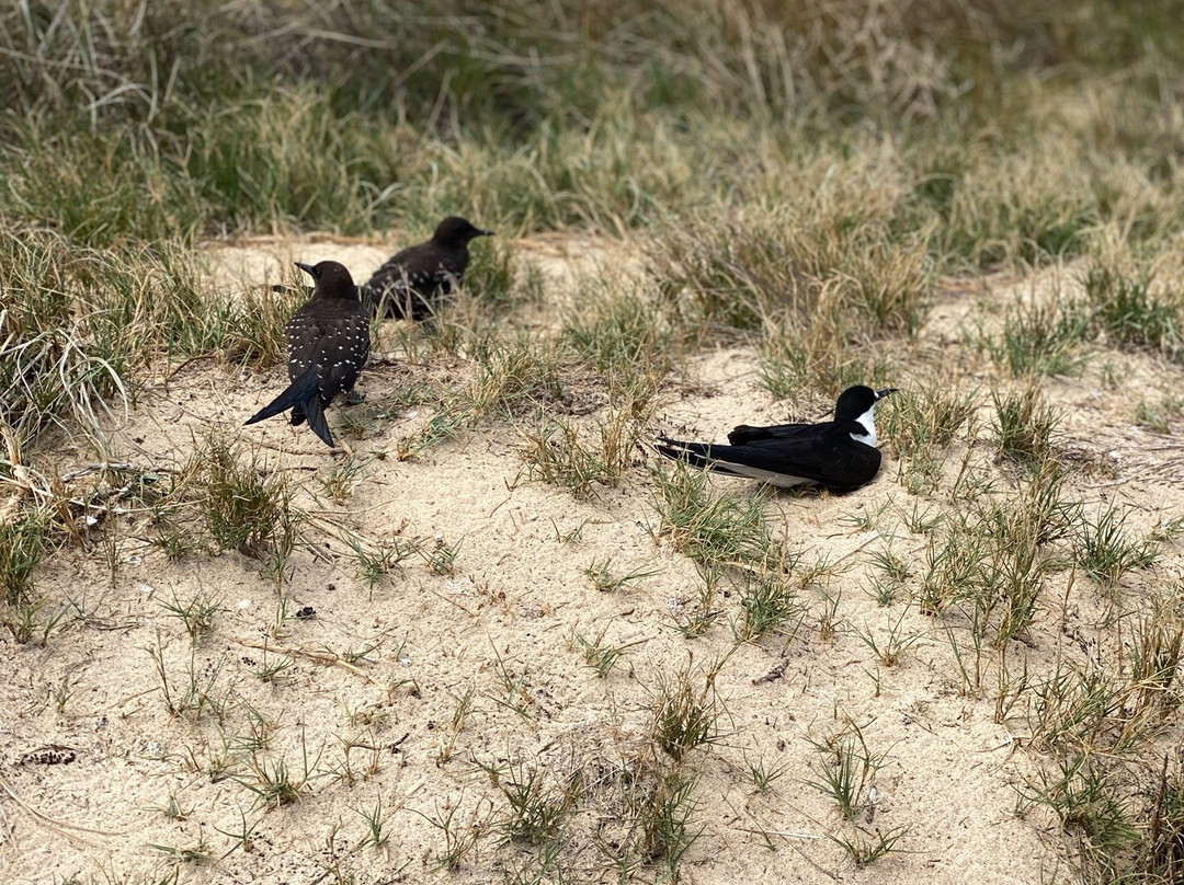 Blinky Beach-豪勋爵群岛必去景点