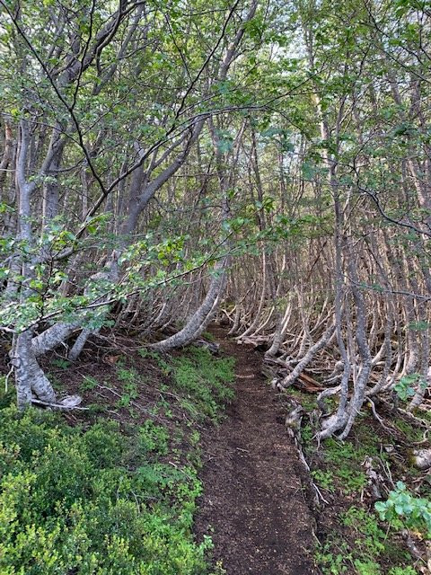 Coyhaique National Reserve-Coyhaique必去景点