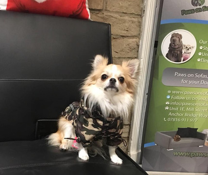 Paws On Sofas-Haworth必去景点