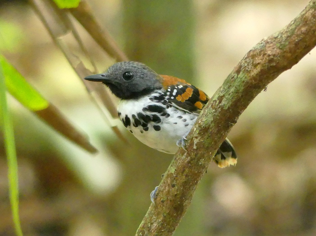 Beny Wilson Wildlife Observation Service景点图片