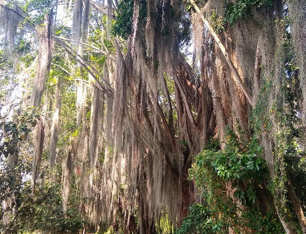 Laguna el Sonso-Buga必去景点